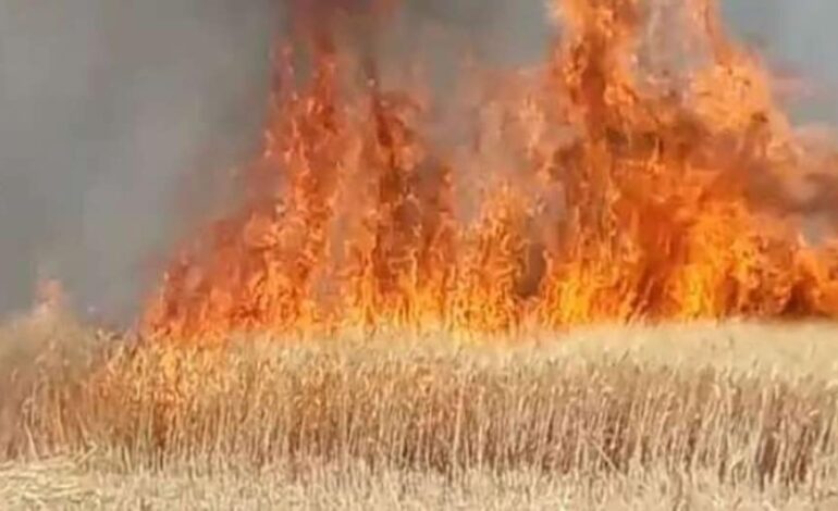 80 एकड़ में लगी आग ,गेहॅू की फसल जलकर हुई नष्ट