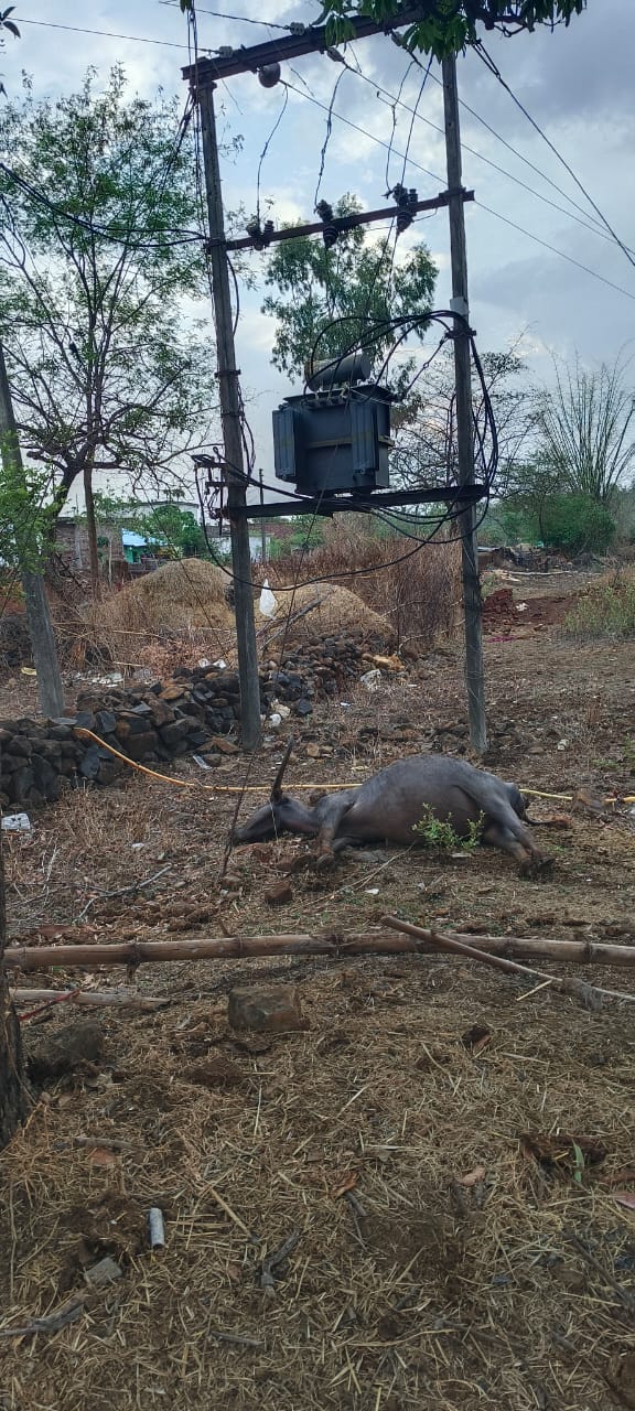 विधुत विभाग की लापरवाही से दो भैंसों की मौत 